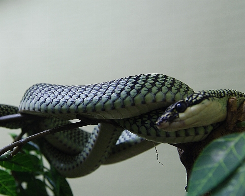 Green reptile fauna publicdomain Photo