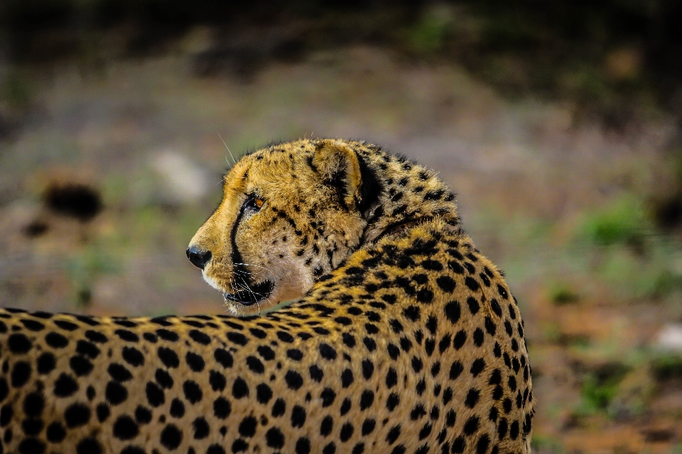 Animal faune sauvage mammifère