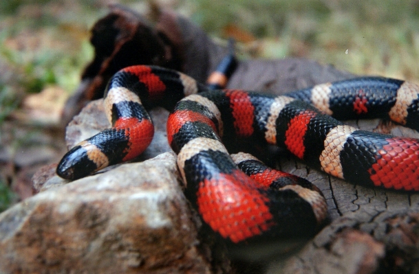 Wildlife reptile fauna publicdomain Photo