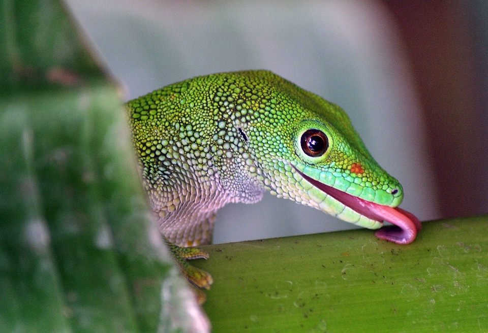 Tierwelt grün reptil fauna