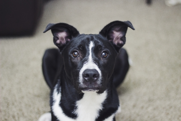 子犬 犬 哺乳類 脊椎動物
 写真