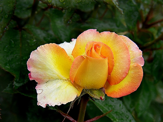 植物 葉 花 花弁 写真