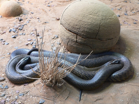 Photo Reptile fauna domaine public
 serpent