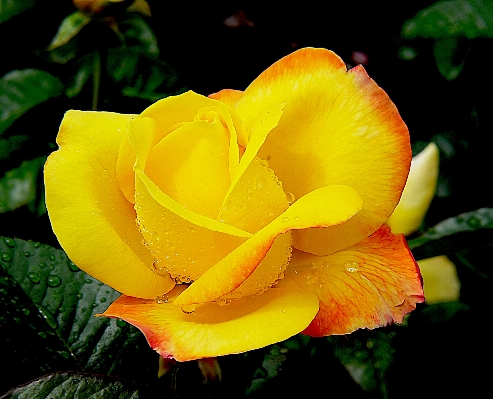 植物 葉 花 花弁 写真