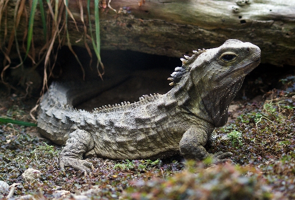 Foto Animais selvagens jardim zoológico réptil iguana