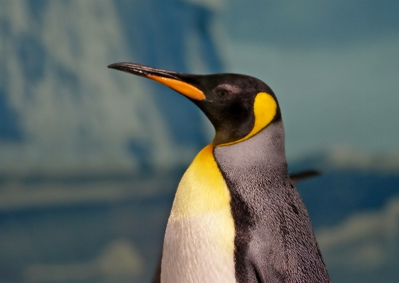 Foto Uccello animali selvatici becco fauna