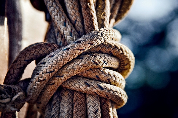 Tree branch rope wood Photo