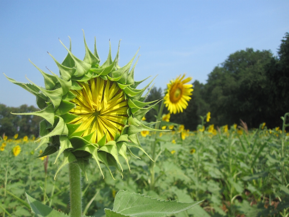 Plantar campo prado
 flor