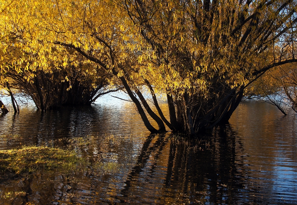 Paesaggio albero acqua natura