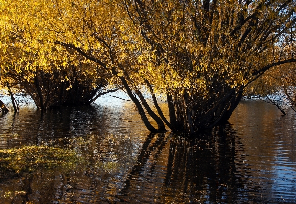 Landscape tree water nature Photo