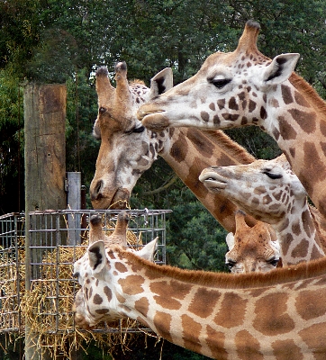 Wildlife zoo mammal fauna Photo