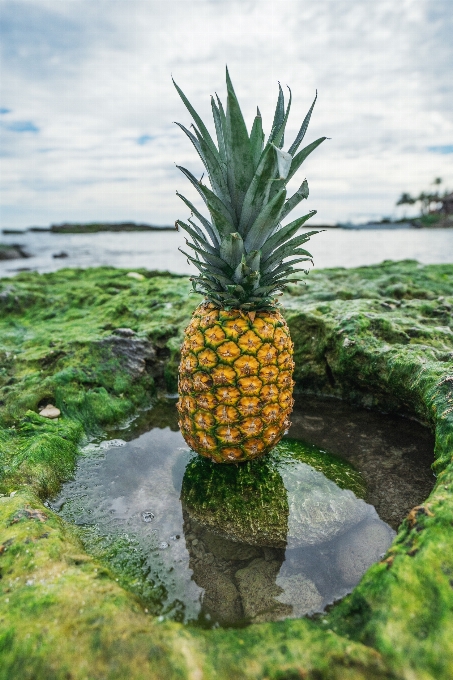 Albero acqua oceano pianta