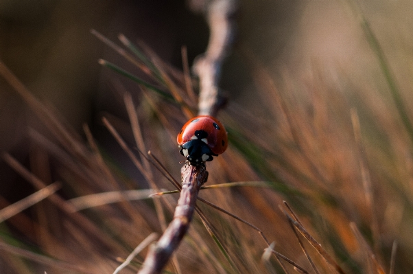 Nature grass branch photography Photo