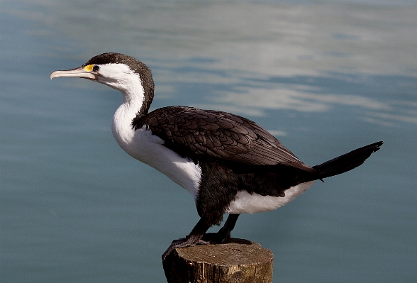 Vogel flügel tierwelt schnabel Foto