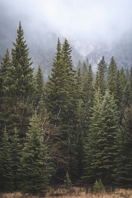 Albero foresta natura selvaggia
 ramo