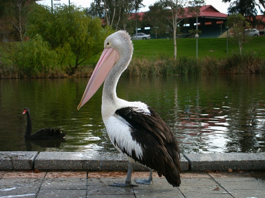 Bird wing pelican seabird Photo