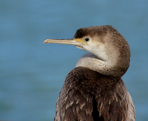 Foto Uccello marino
 animali selvatici becco