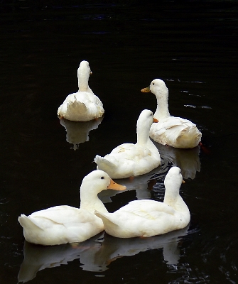 Bird pond birds swan Photo