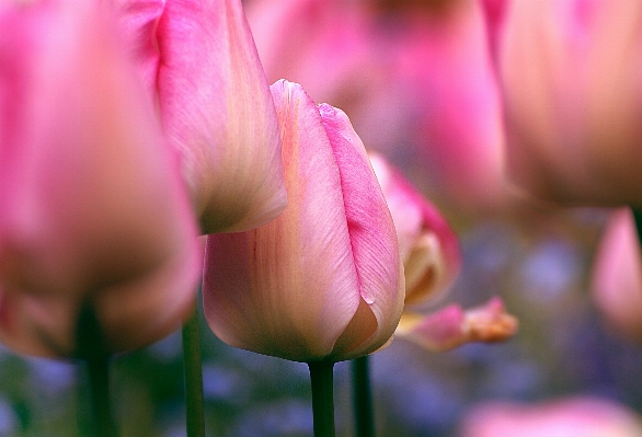 Blossom plant flower petal Photo