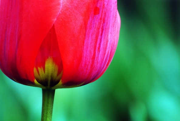 植物 写真撮影 花 花弁 写真