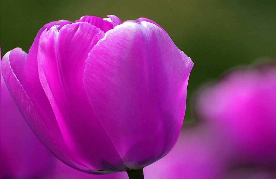 Blüte anlage blume blütenblatt