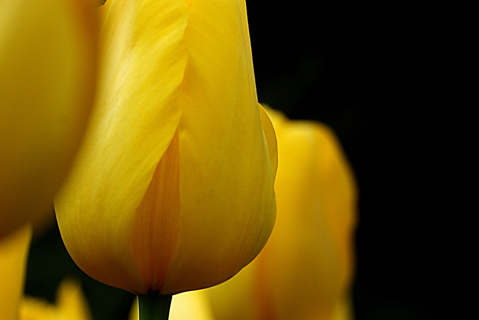 Usine fleur pétale tulipe