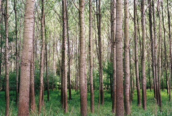 Foto Pohon hutan cabang tanaman