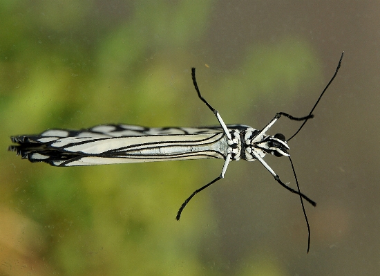 Nature branch wing photography Photo