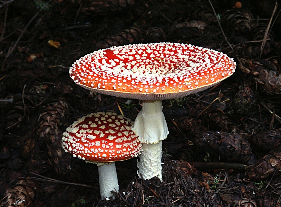 Nature forêt rouge automne