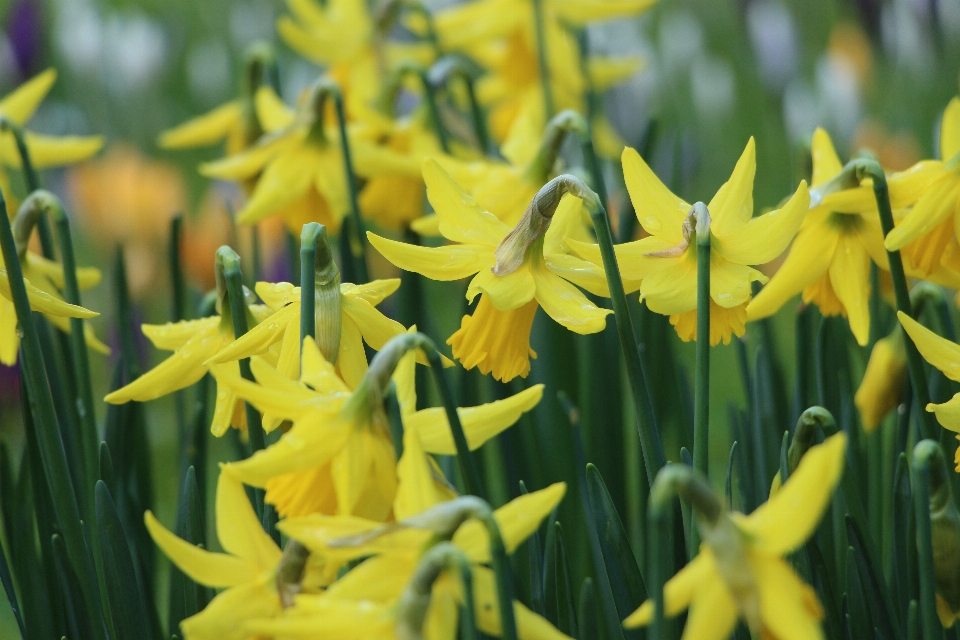 Plant flower floral spring