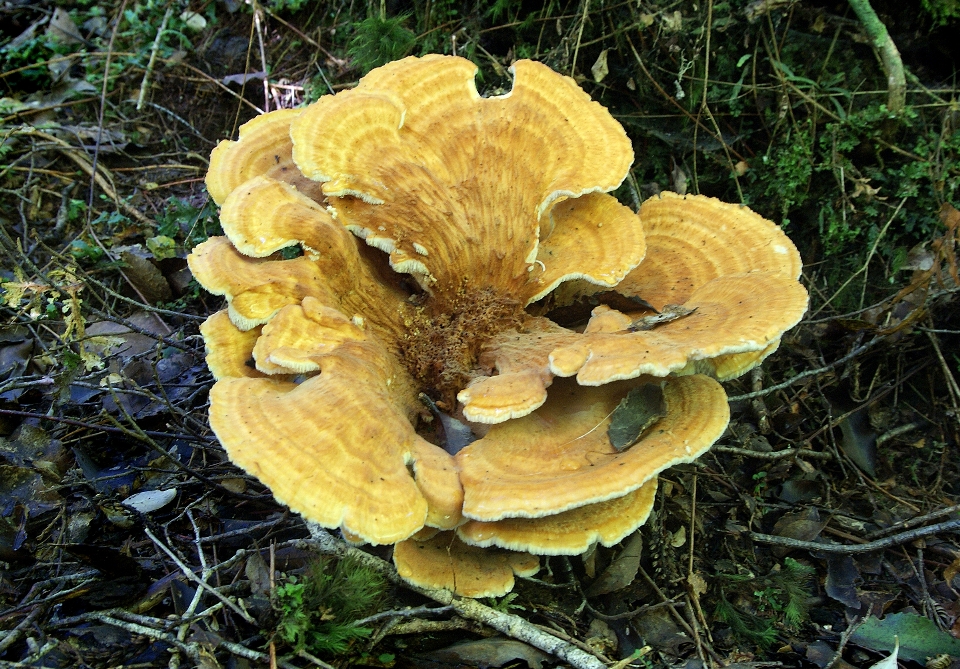 Mushroom fungus fungi woodland