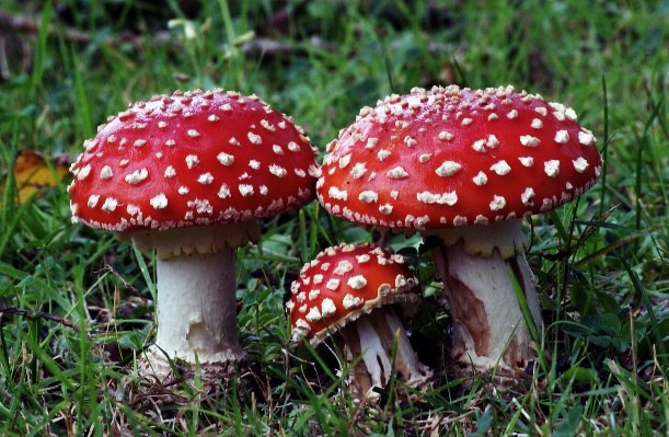 Group red mushroom fungus Photo