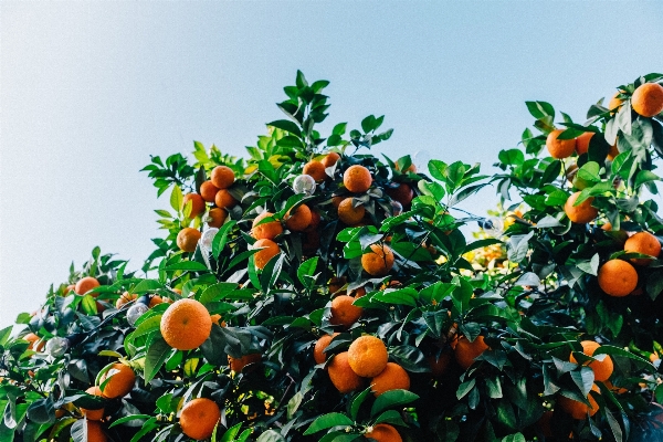 Tree branch plant fruit Photo