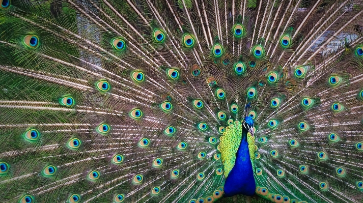 Photo Oiseau aile vert le bec