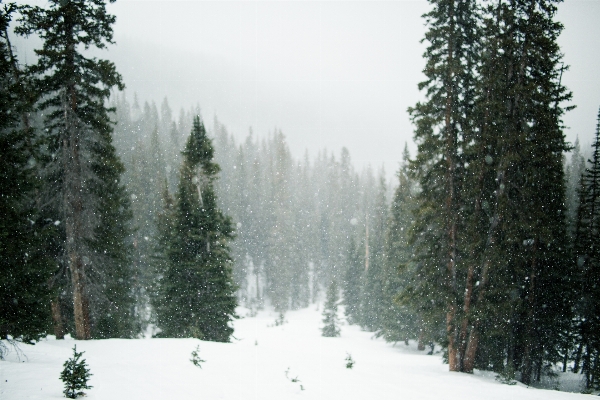 Tree forest snow winter Photo