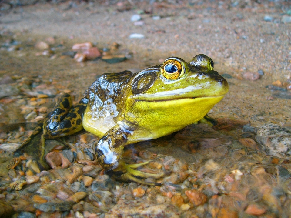 água animais selvagens biologia sapo