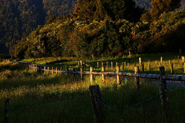 Foto Lanskap pohon alam hutan