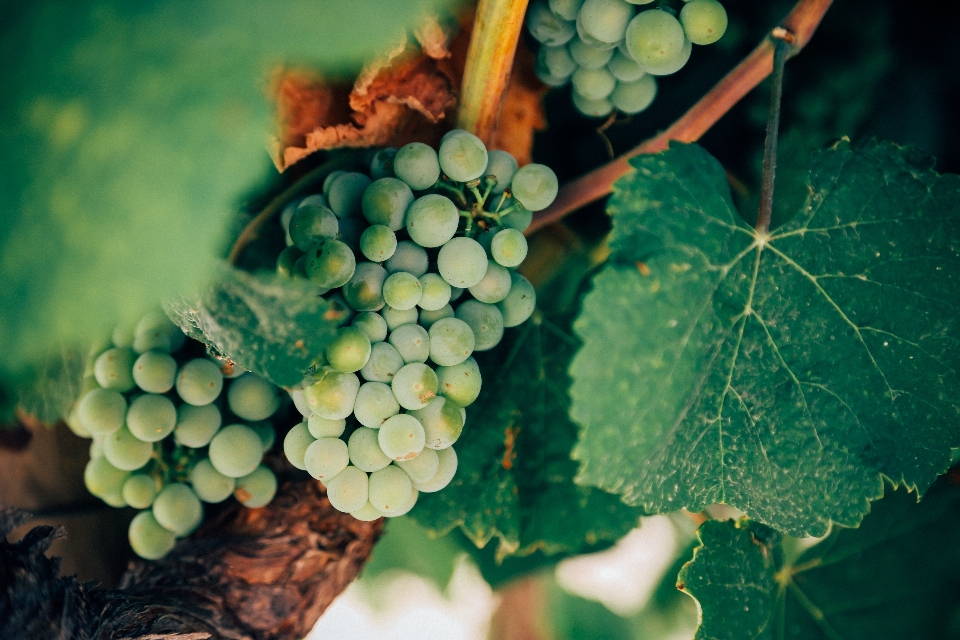 Branch plant grape wine