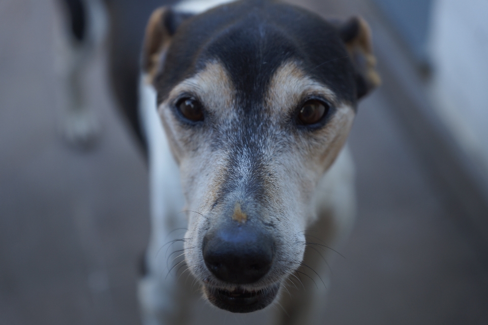 Dog mammal hound close up