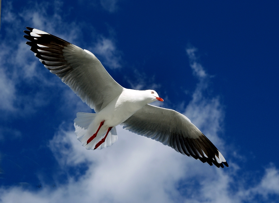 Pájaro ala ave marina
 gaviota