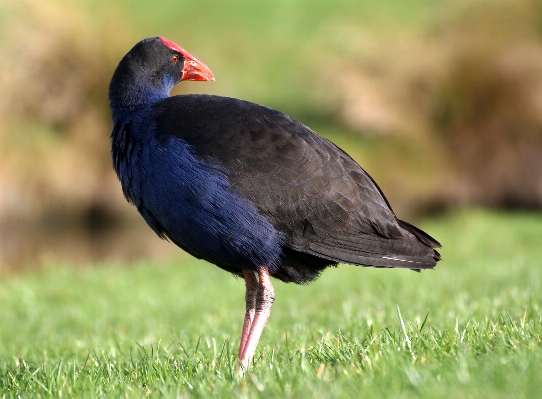 Foto Alam burung margasatwa paruh