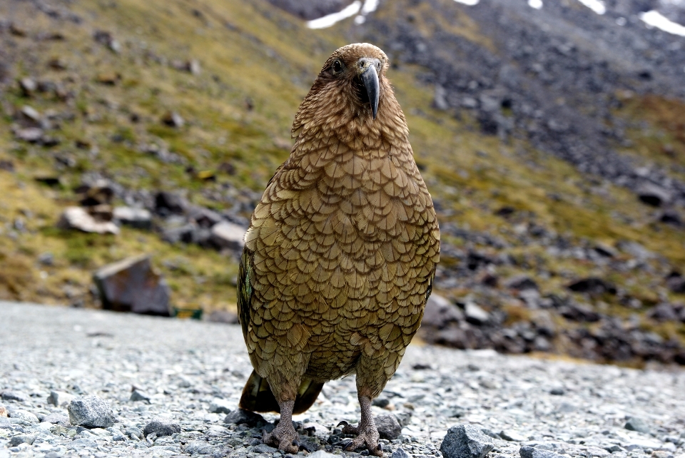 Nature oiseau faune fauna