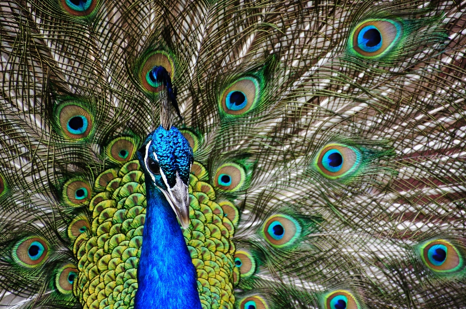 Pájaro pico pluma fauna