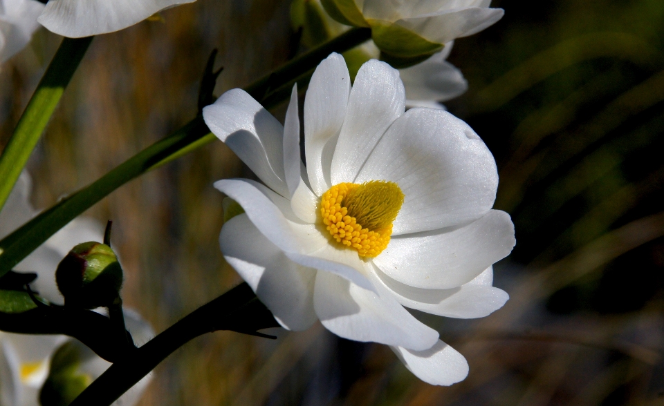 Natura fiore pianta bianco