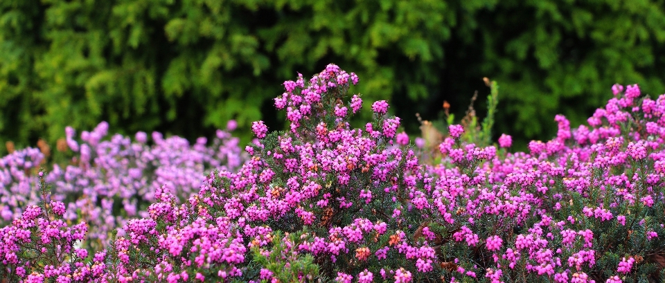 Nature grass blossom plant