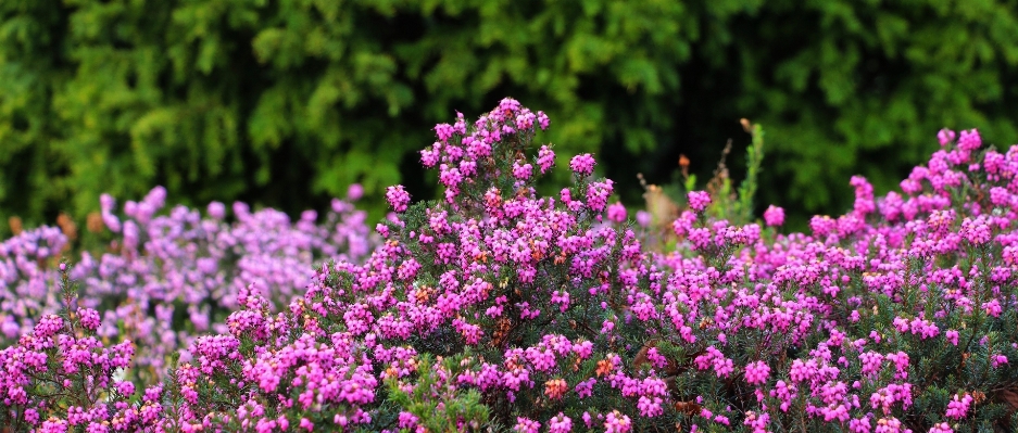 Nature grass blossom plant Photo