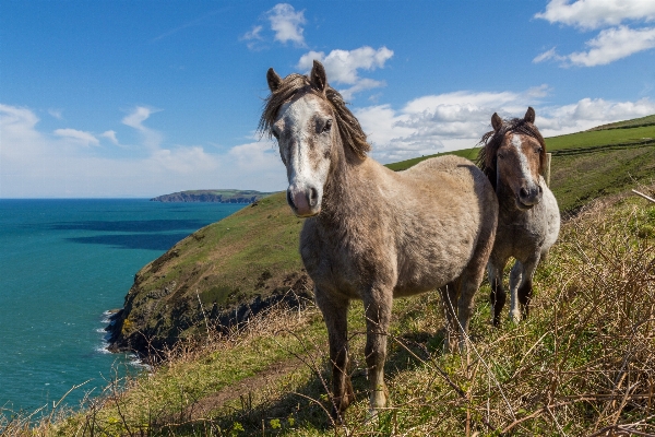 Sea coast meadow animal Photo