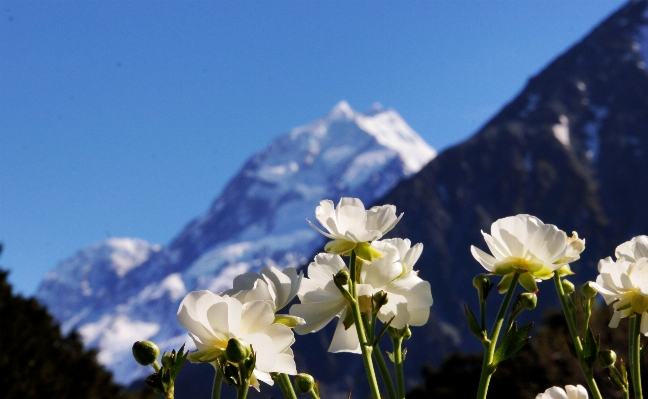 Nature blossom plant sky Photo