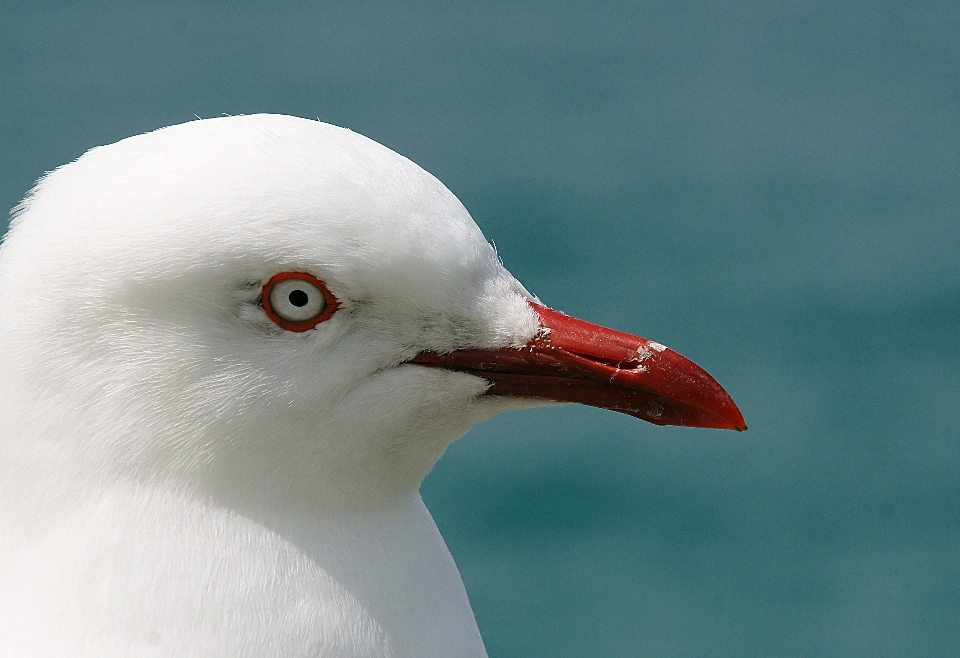 鳥 白 海鳥
 カモメ
