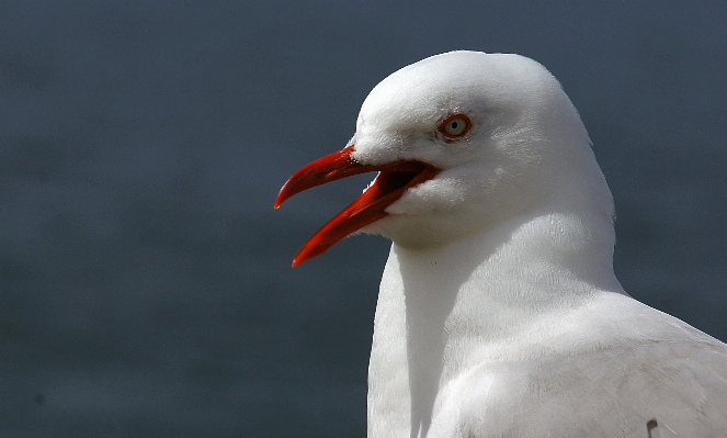 Bird wing white seabird Photo